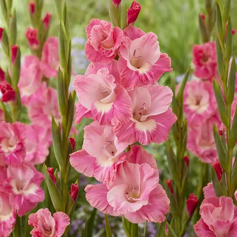 VEGSOW Pink Parrot Gladiolus Flower Bulbs - Vibrant Perennial Garden Plants