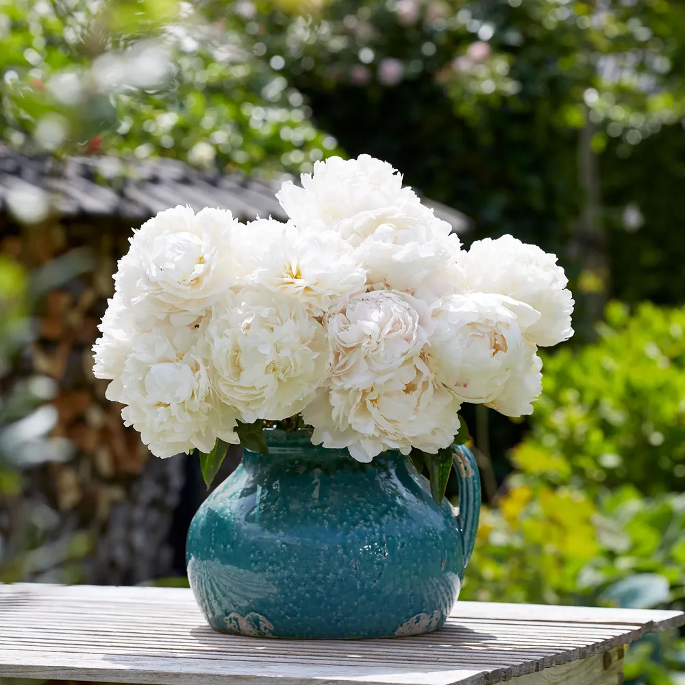 VEGSOW Peony Roots - Bowl of Cream - Bare Root Perennial