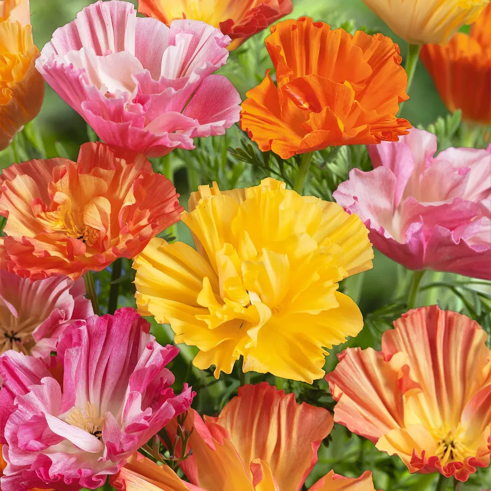 VEGSOW California Poppy Seeds - Ballerina Mix