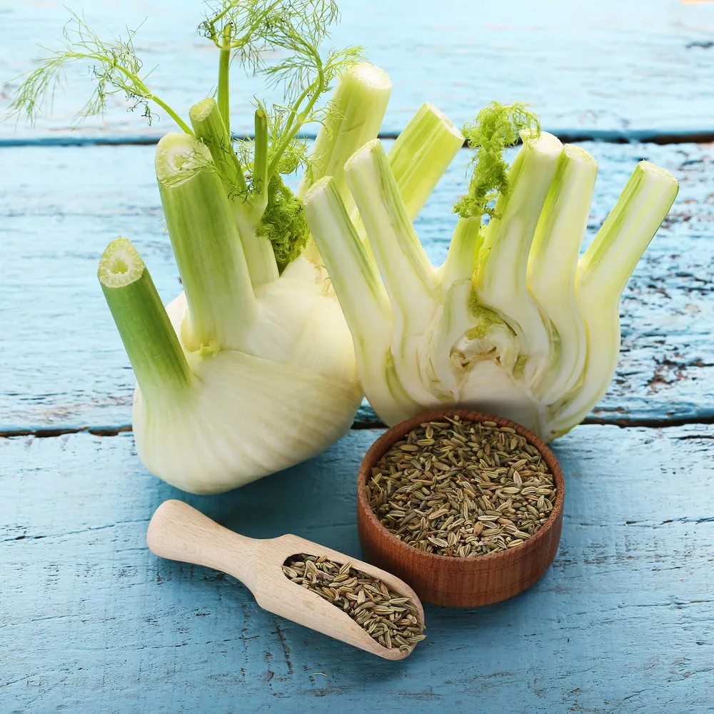 VEGSOW Organic Florence Fennel Seeds - Heirloom Quality for Sprouting and Planting