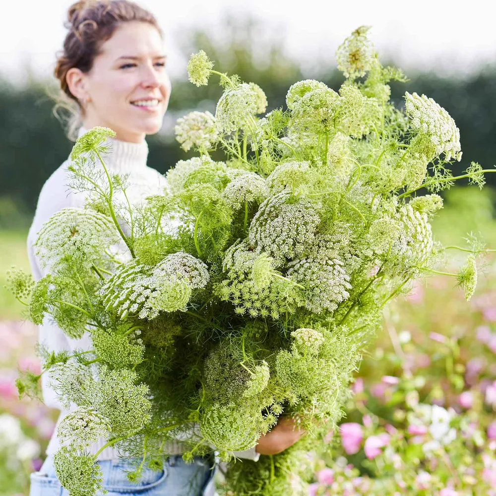VEGSOW Bishop's Flower Seeds - Green Mist (Ammi Majus)