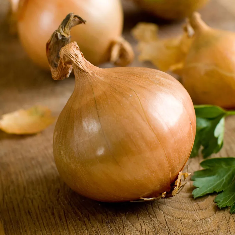 VEGSOW Texas Early Grano Onion Seeds - Short Day Variety