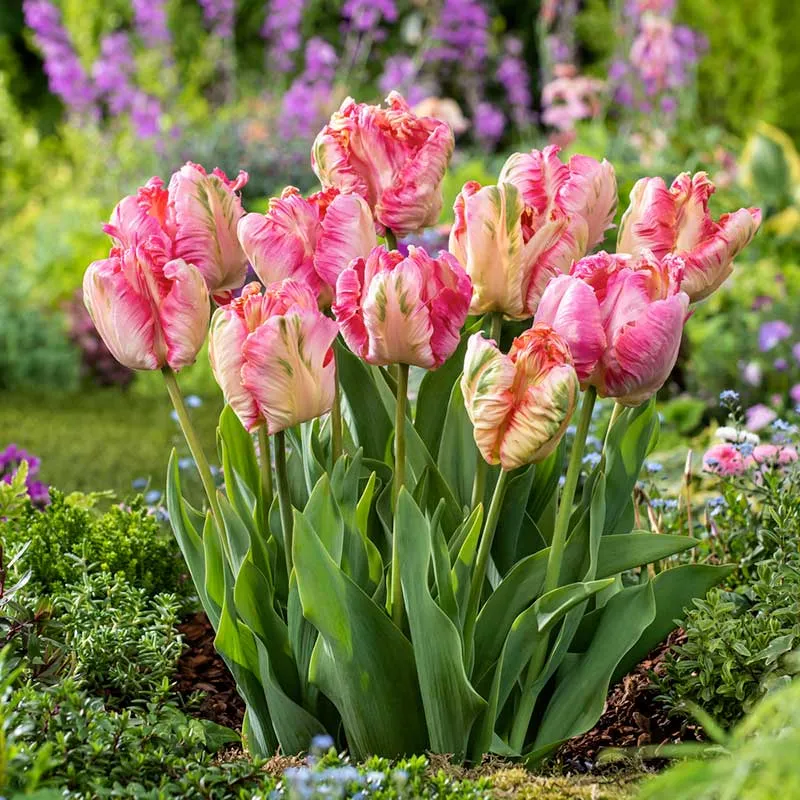 VEGSOW Apricot Parrot Tulip Bulbs - Exotic Ruffled Petal Variety for Spring Gardens