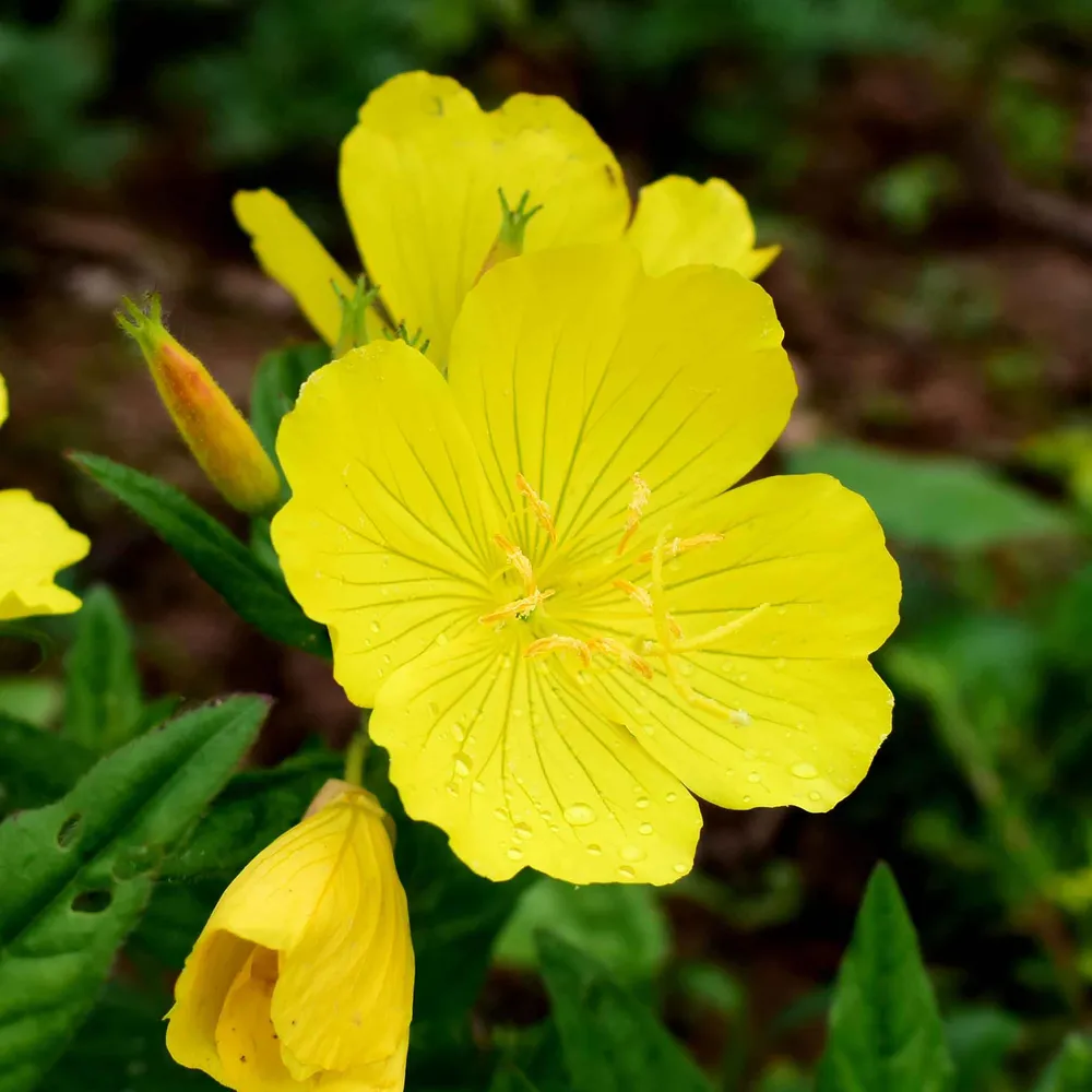VEGSOW Evening Primrose Seeds (Oenothera Biennis) for Wildflower Gardens