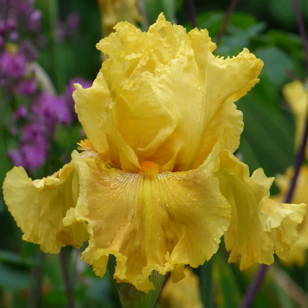 VEGSOW Oregon Firestorm Bearded Iris Bulbs - Hardy Perennial Rhizomes