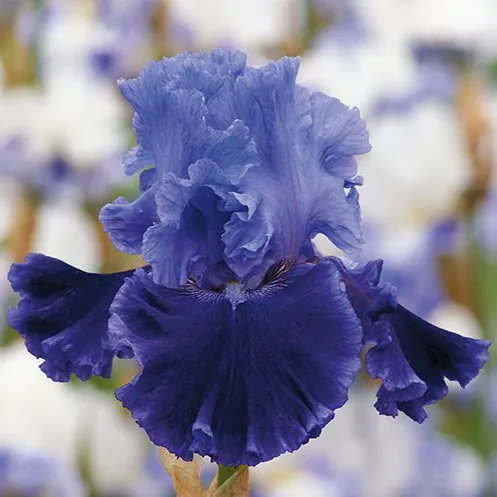 VEGSOW Bearded Iris Bulbs - Cybergrape - Perennial Flower Rhizomes