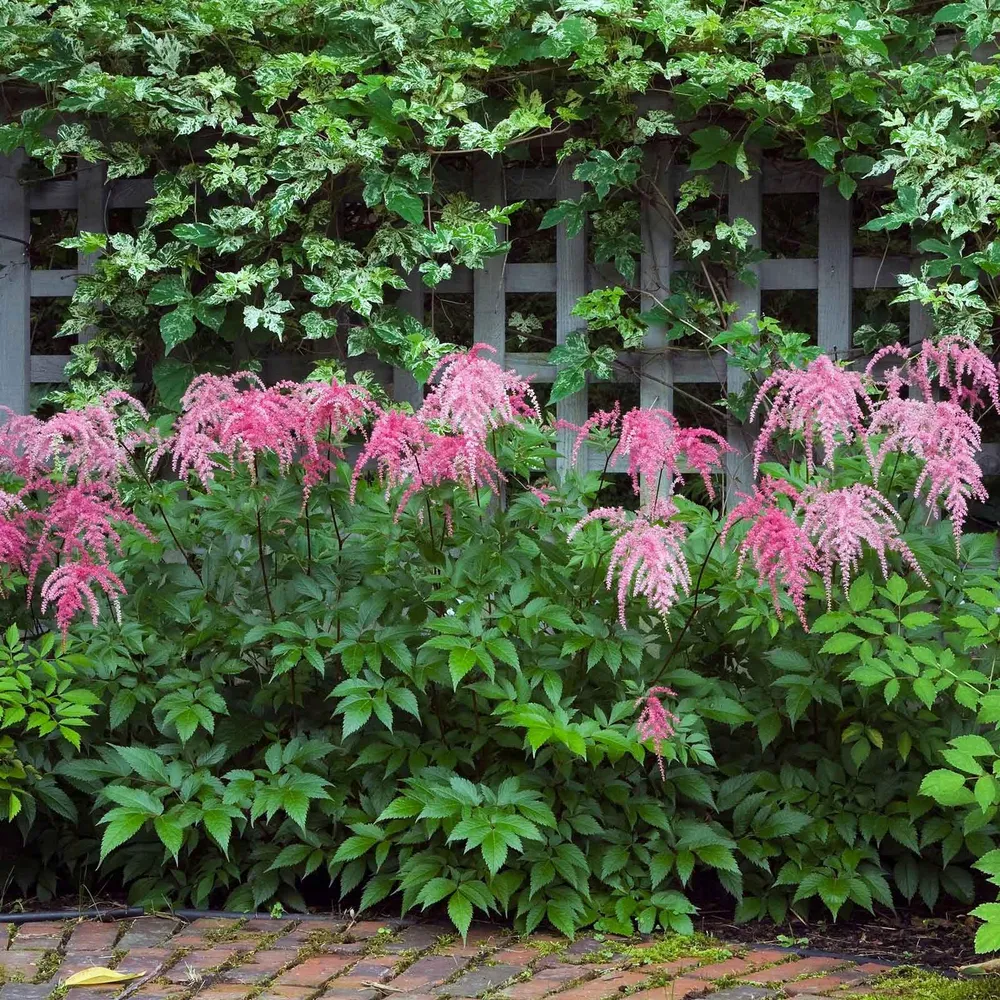 VEGSOW Astilbe Roots - Ostrich Plume Perennial Bare Root Plants