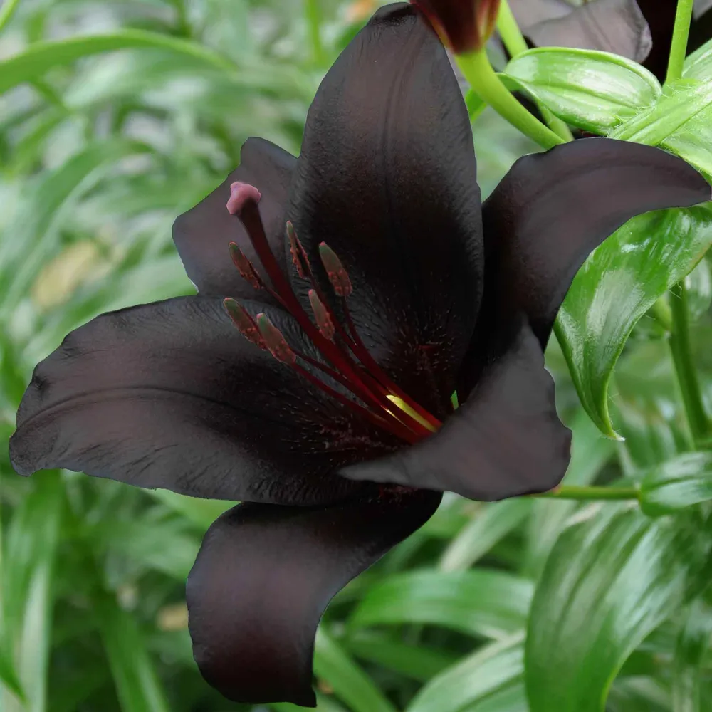 Night Rider Asiatic Lily Bulbs - Deep Purple Perennial Flower Bulbs
