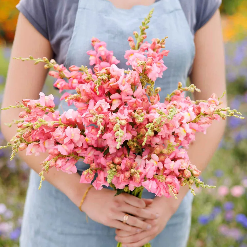 VEGSOW Snapdragon Seeds - The Rose Variety