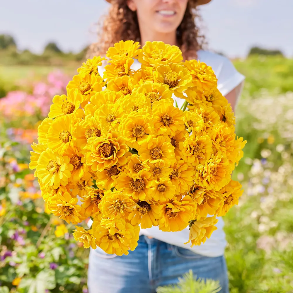 VEGSOW Golden State Zinnia Seeds - Annual Heirloom Flower Seeds