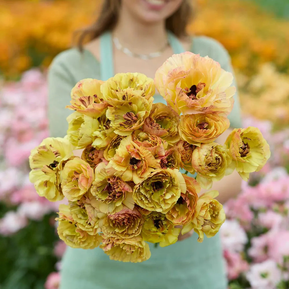 VEGSOW Ranunculus Bulbs - Brushmark Verona