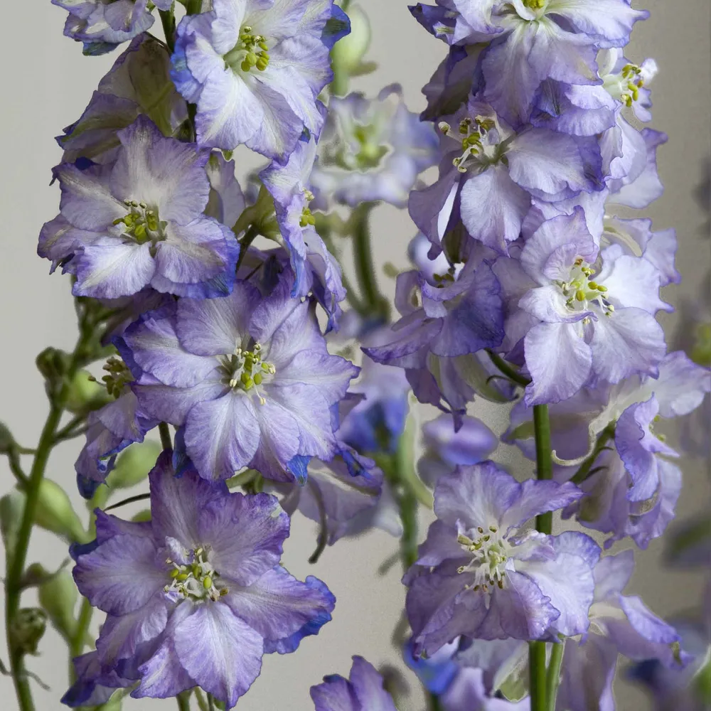 VEGSOW Larkspur Seeds - Fancy Purple Picotee Annual Flower Seeds