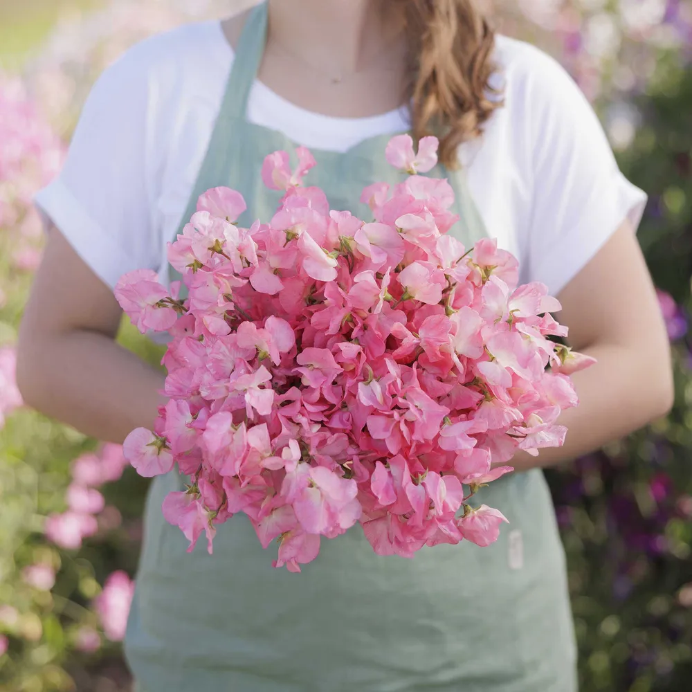 VEGSOW Mammoth Salmon Cream Sweet Pea Seeds - Heirloom Variety