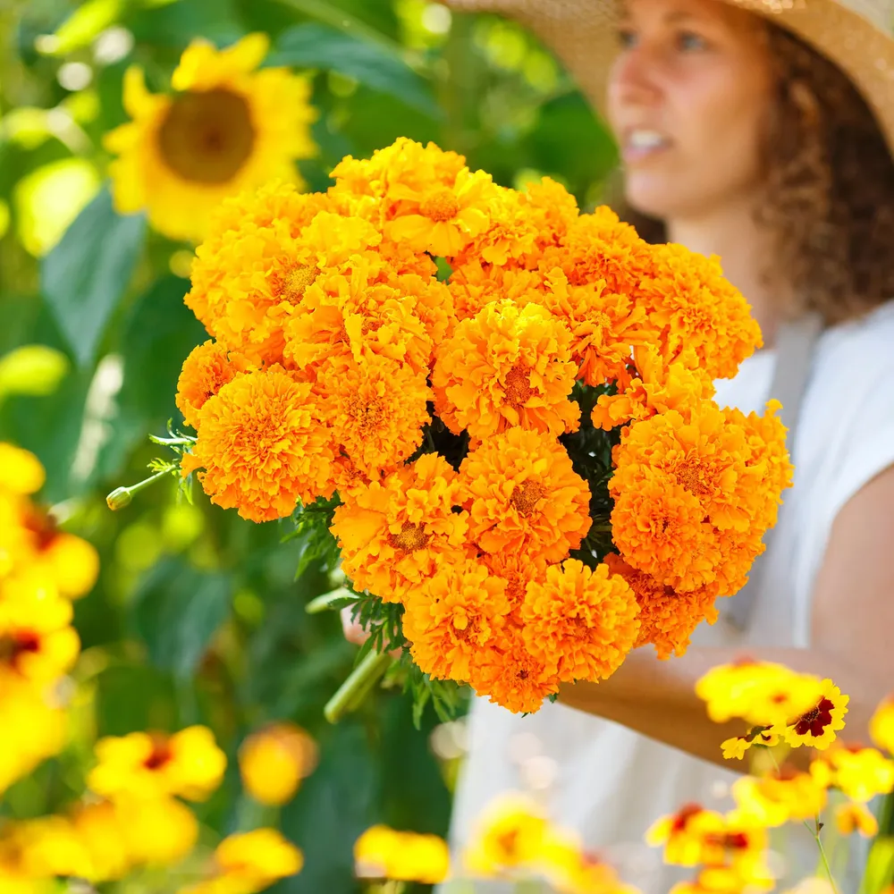 VEGSOW African Marigold Seeds - Hawaii Variety