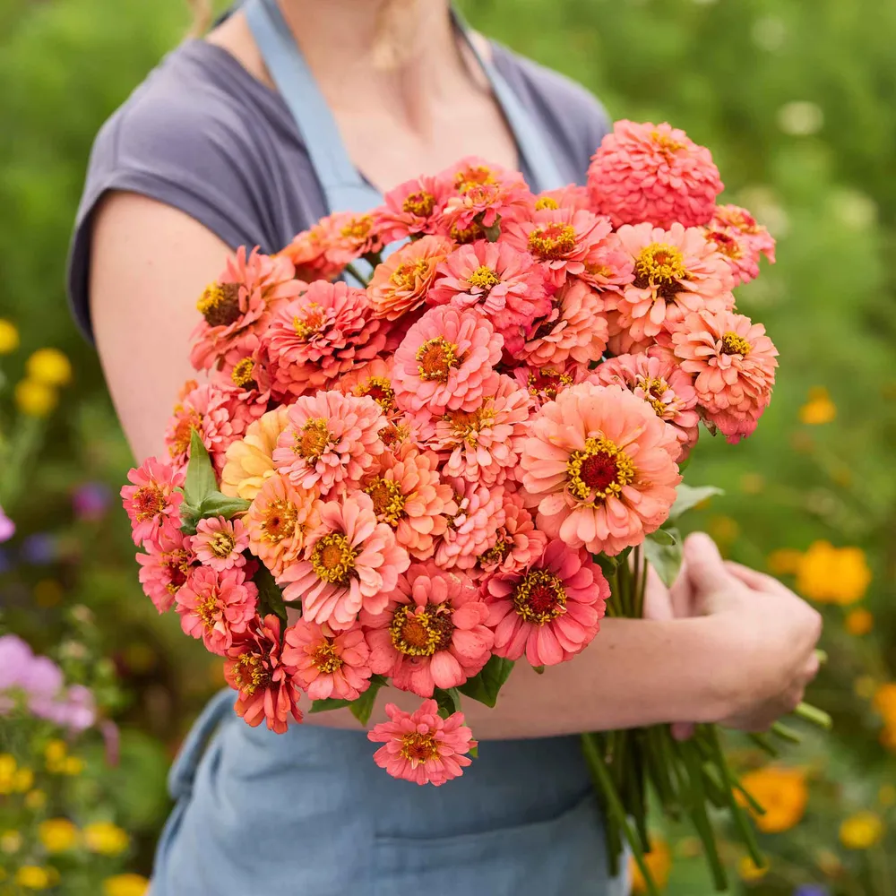 VEGSOW Benary's Giant Coral Zinnia Seeds - Large Double-Flowering Heirloom Variety