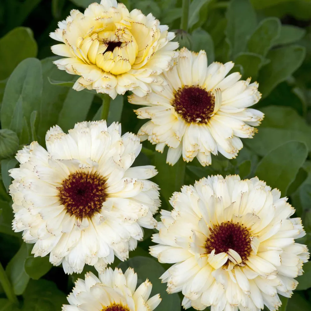 VEGSOW Calendula Seeds - Ivory Princess