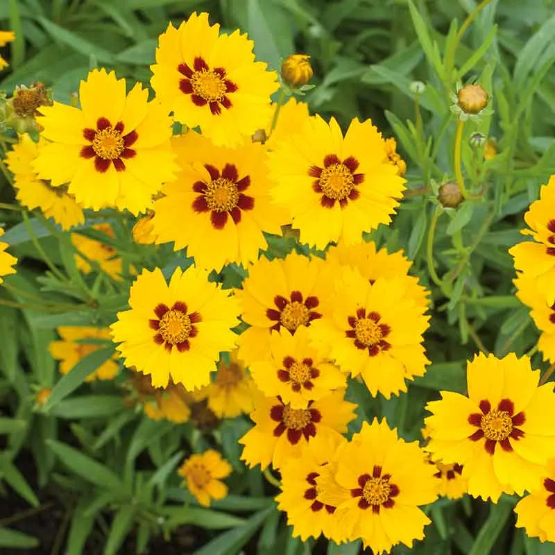 VEGSOW Coreopsis Seeds - Sterntaler