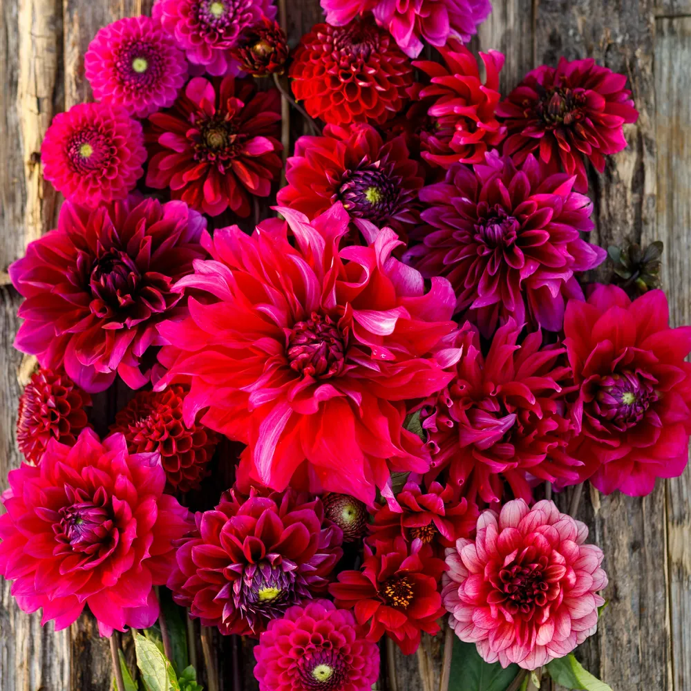 VEGSOW Dahlia Tubers (Ball & Dinnerplate) - Swing Dance Mix