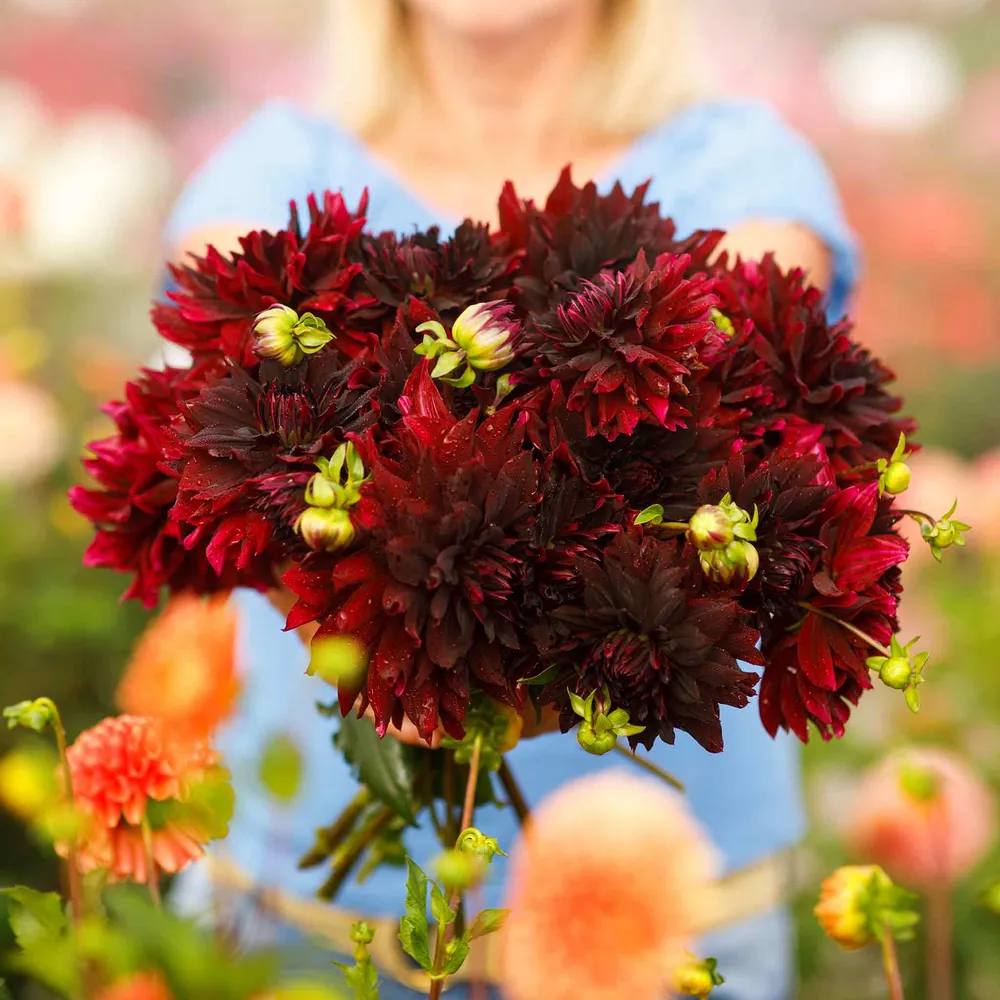 VEGSOW Rip City Decorative Dahlia Tubers - Large Flowering Garden Bulbs