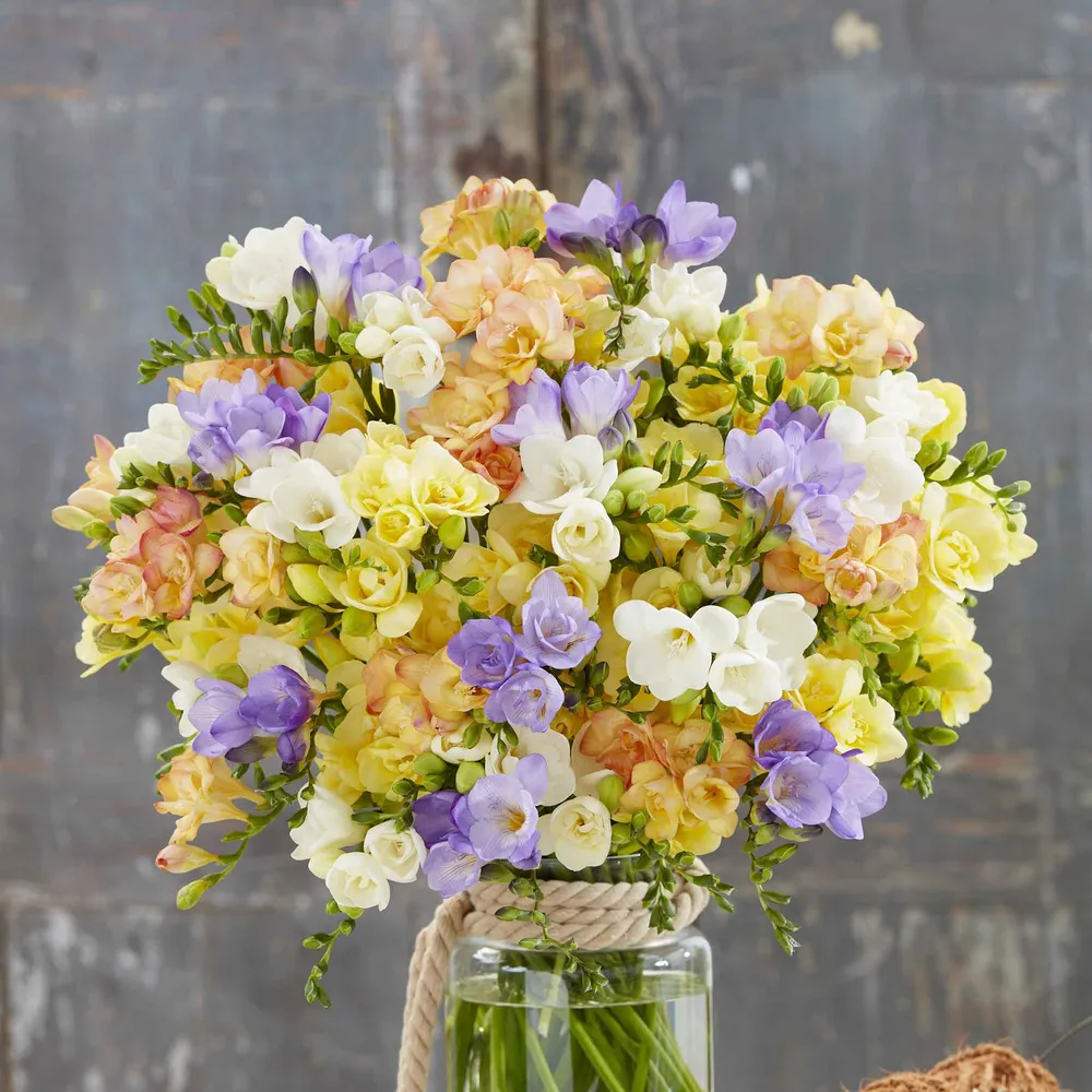 VEGSOW Freesia Bulbs - Pastel Mix, Spring-Blooming Fragrant Flower Bulbs