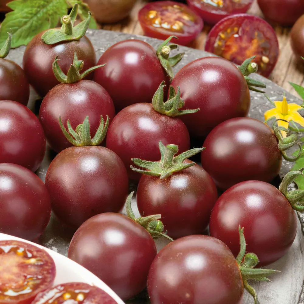 VEGSOW Organic Black Cherry Tomato Seeds - Heirloom Non-GMO Vegetable Seeds