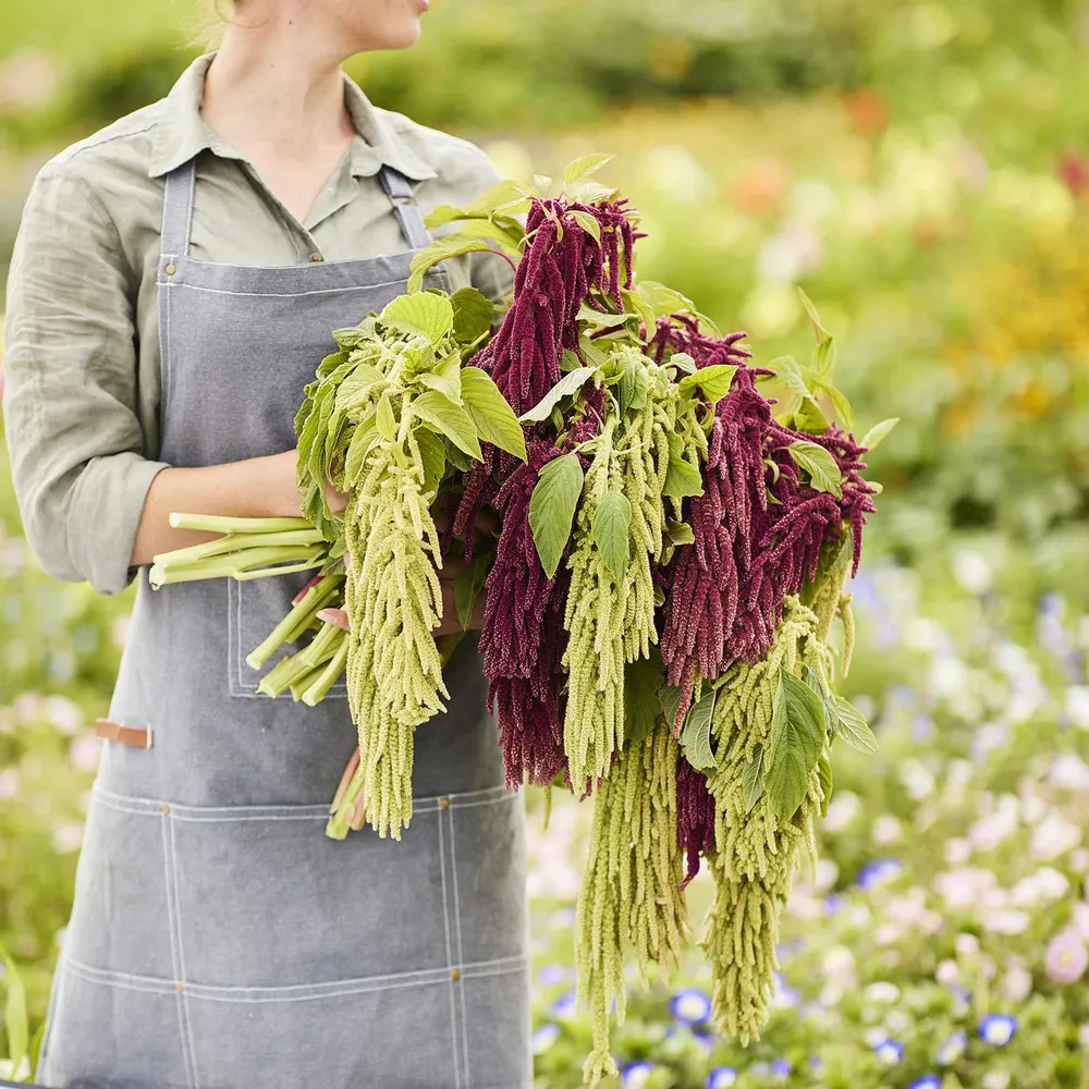 VEGSOW Amaranthus Bundle - Signature Blooms