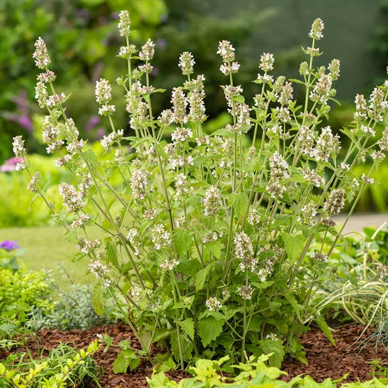 VEGSOW Catnip Seeds for Indoor Planting and Cat Herb Gardens