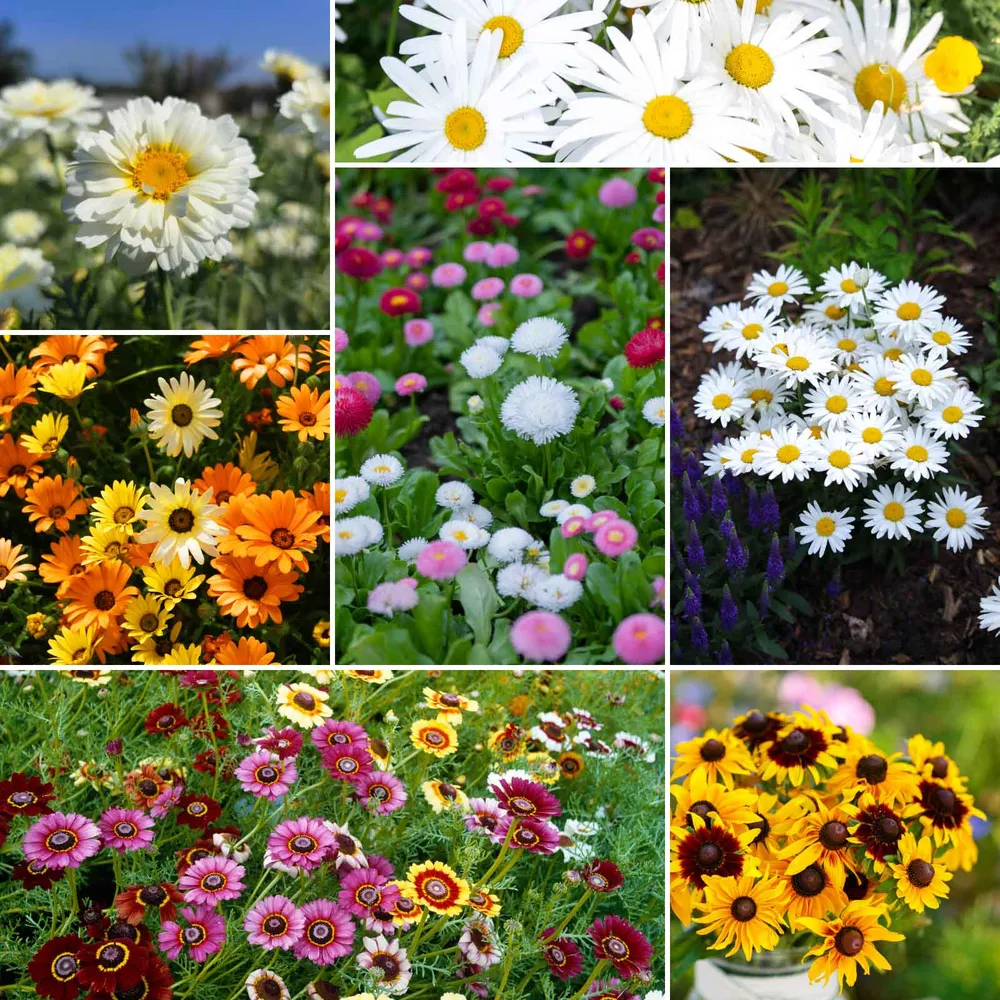 VEGSOW Daisy Flower Seed Mix - Assorted Perennial Garden Seeds