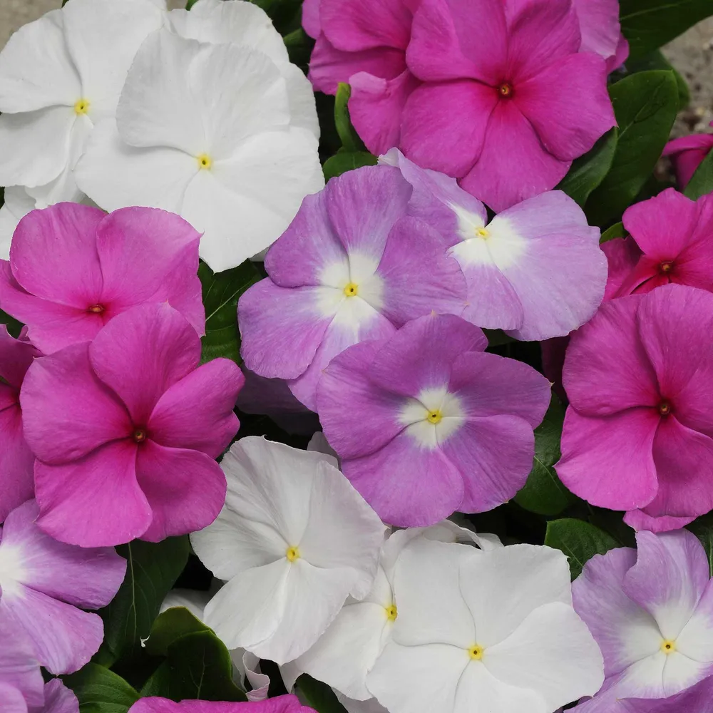 VEGSOW Vinca Seeds - Titan Summer Breeze Mix - Heat-Tolerant Annual Flower Seeds