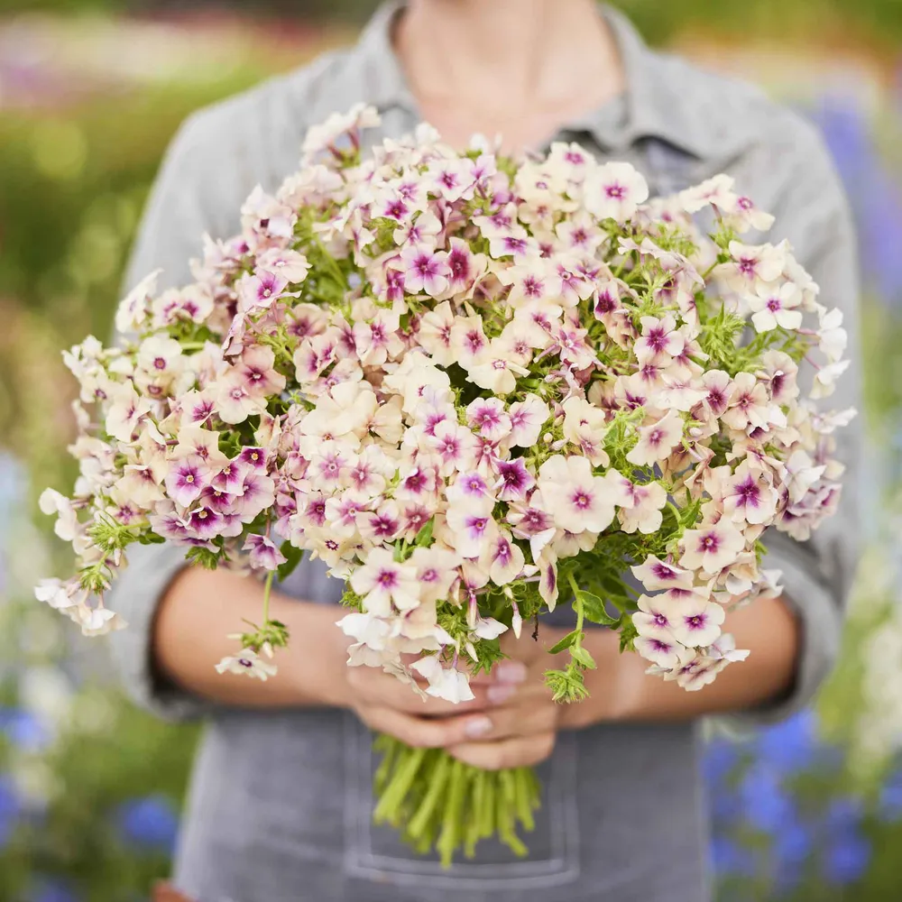 VEGSOW Phlox Seeds - Cherry Caramel Annual Flower Seeds