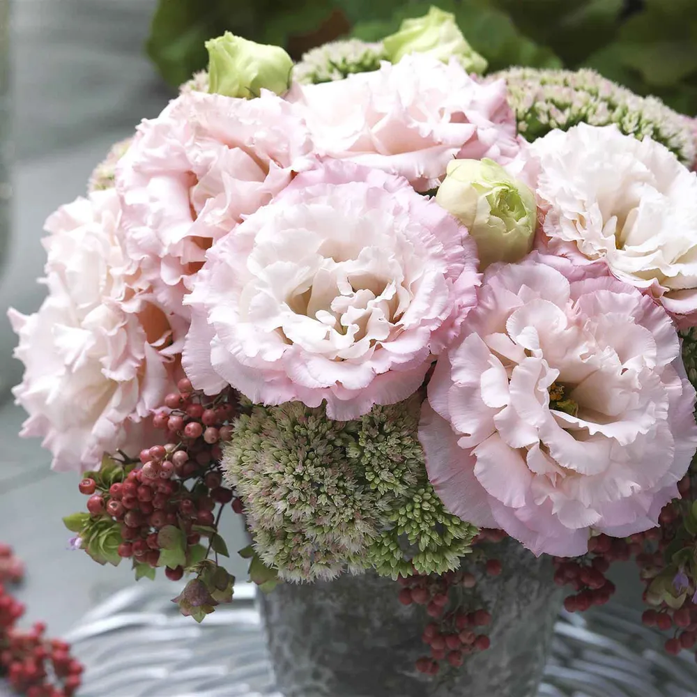 VEGSOW Lisianthus Seeds - Corelli Peach