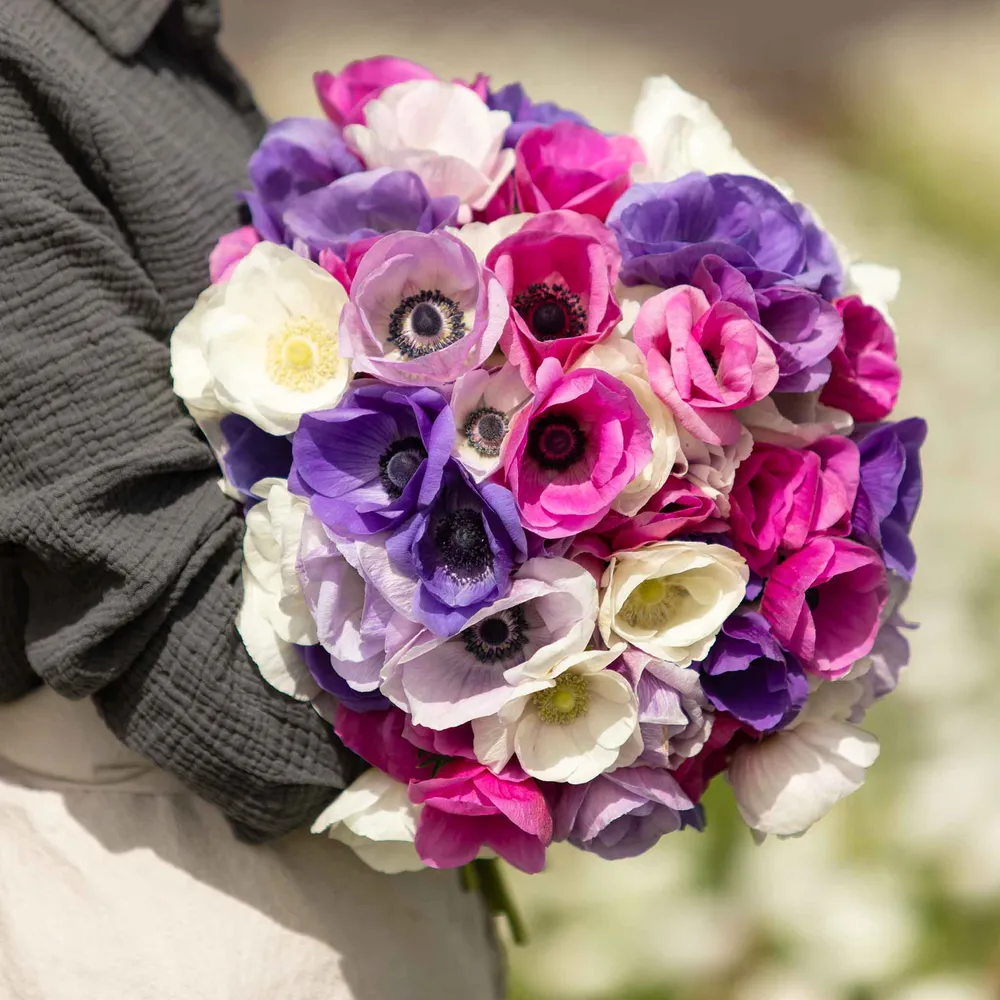 VEGSOW Anemone Bulbs - First Crush Mix