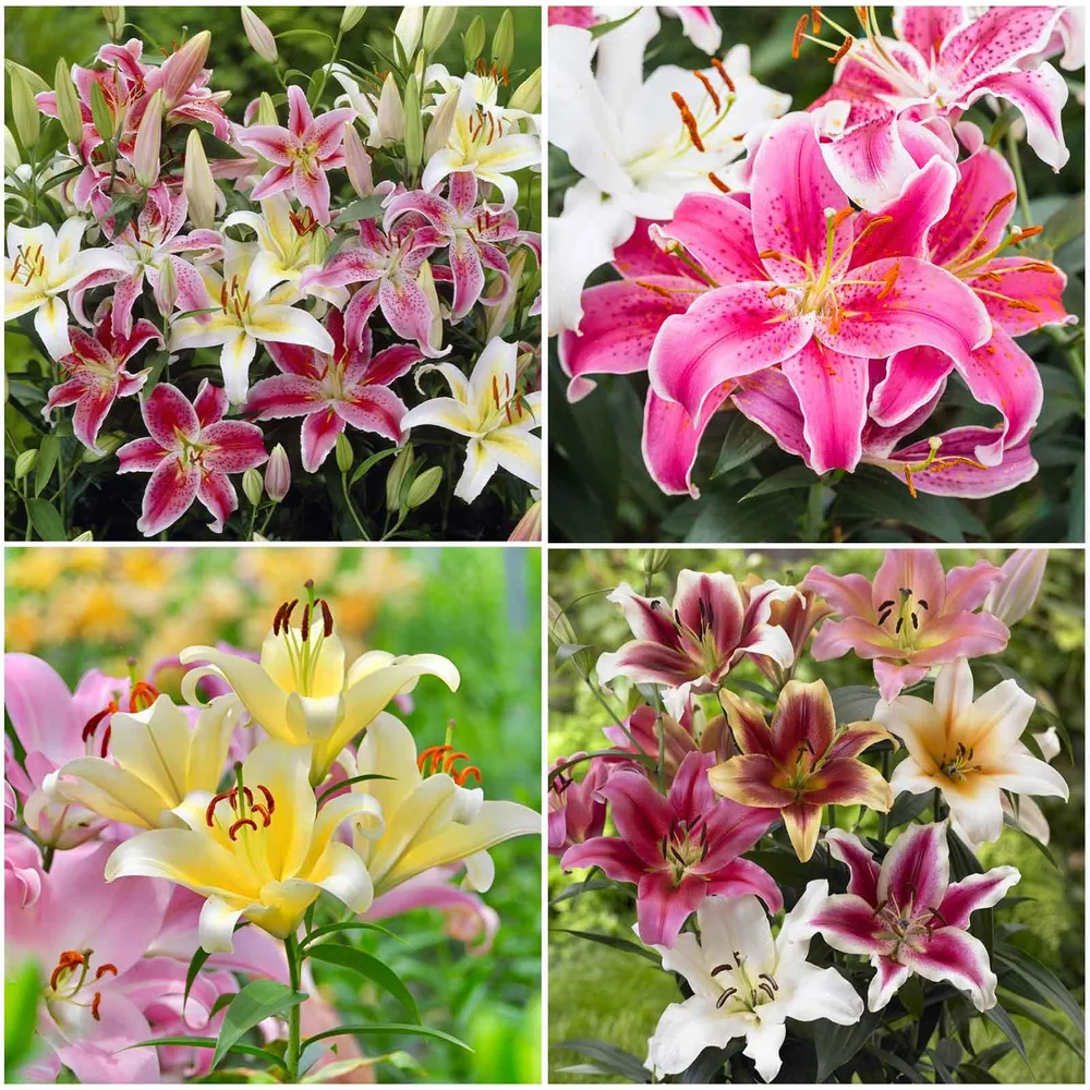 VEGSOW Lily Bulbs - Landscaper Mix for Garden Landscaping