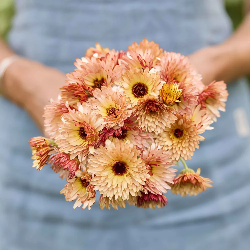 VEGSOW Calendula Seeds - Orange Flash Heirloom Flower Seeds