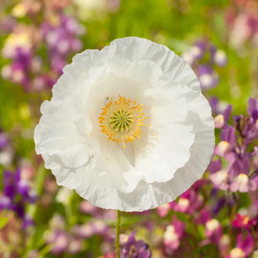 VEGSOW Poppy Seeds - Bridal Silk Variety