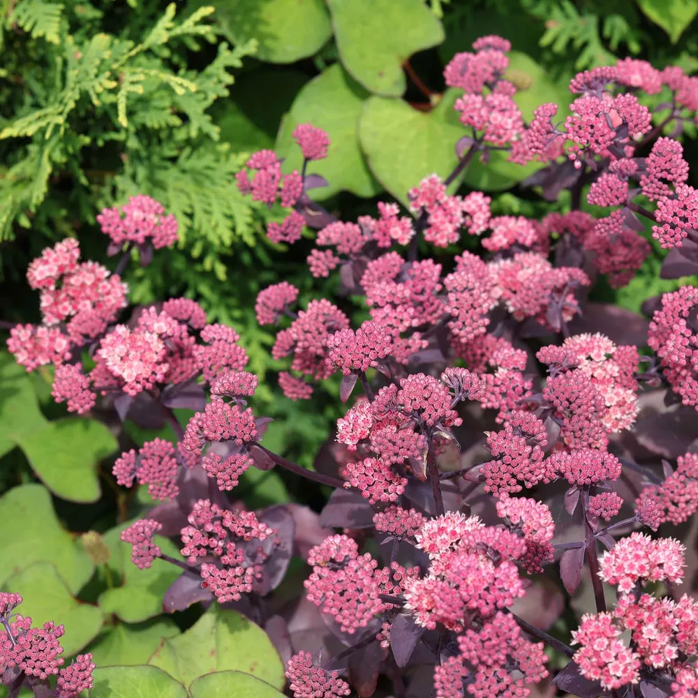 Chocolate Cherry Sedum Roots - Hardy Perennial Succulent