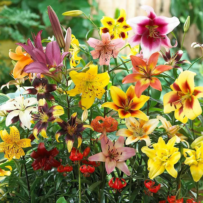 VEGSOW 60 Days of Lilies - Long Lasting Lily Bulb Mix