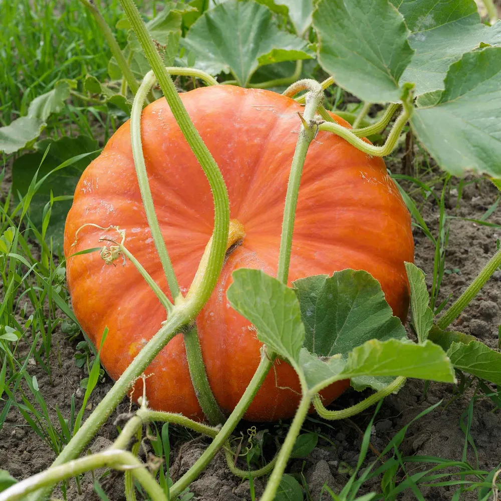 VEGSOW Cinderella Pumpkin Seeds - Heirloom Winter Squash Seeds for Home Gardening