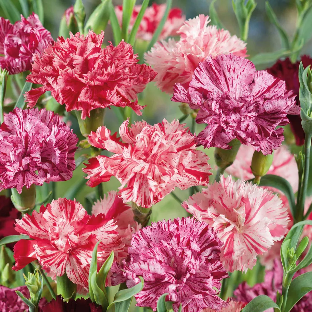 VEGSOW Carnation Seeds - Picotee Mix