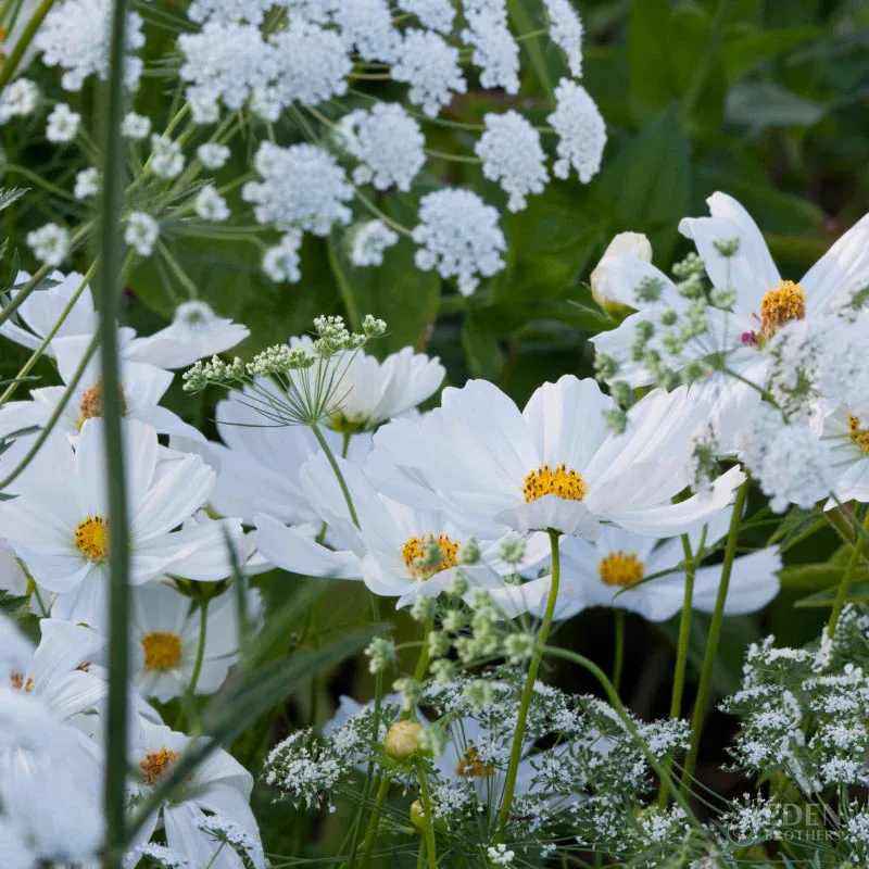 VEGSOW Moon Garden Flower Seed Mix - Night Blooming Floral Variety