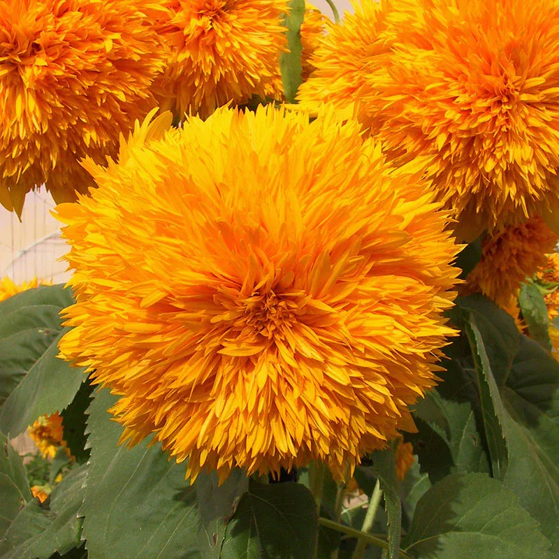 VEGSOW Organic Sunflower Seeds - Goldie F1 Variety