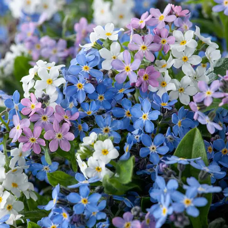 VEGSOW Forget Me Not Seeds - Mixed Colors
