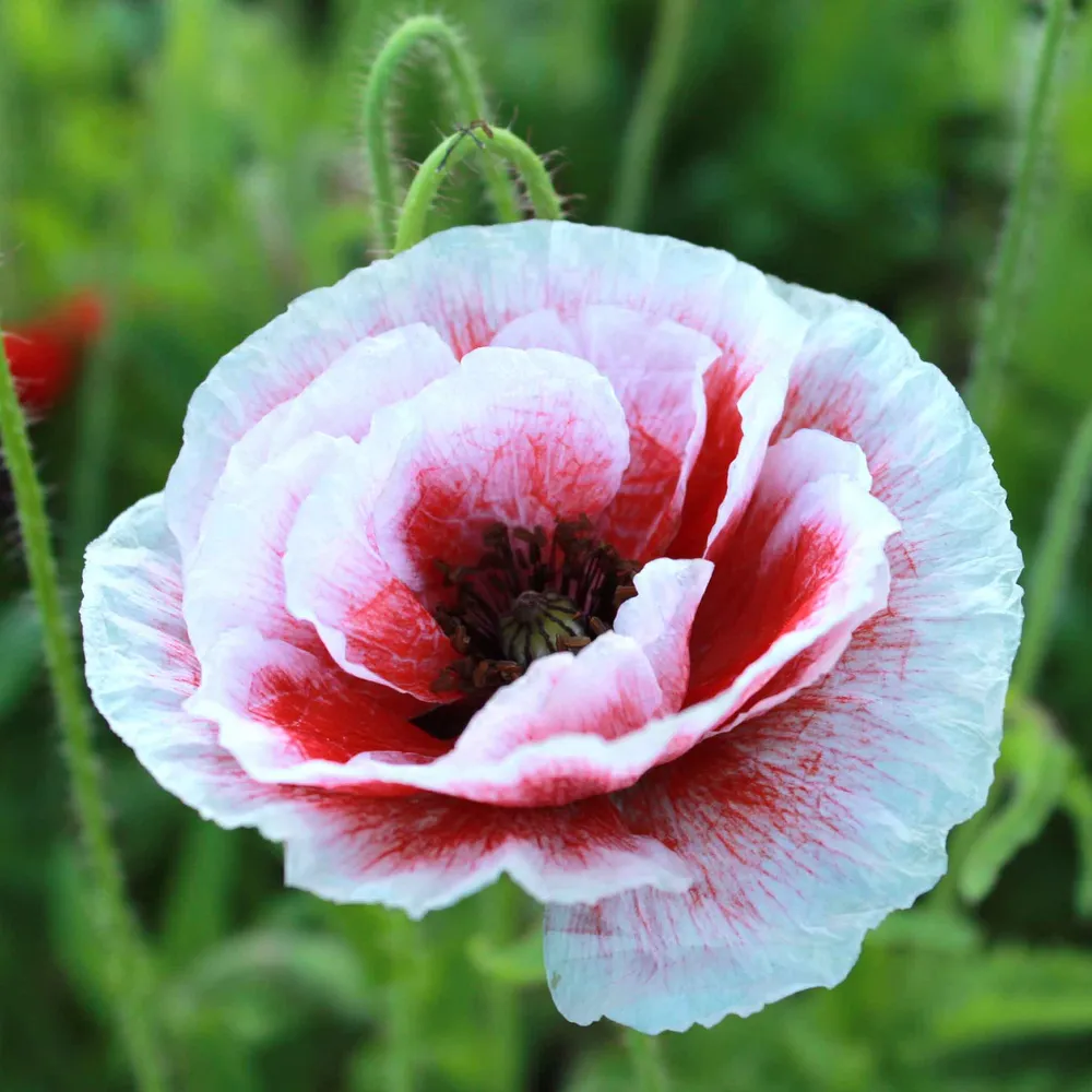 Pandora Poppy Seeds - Culinary and Gardening Grade