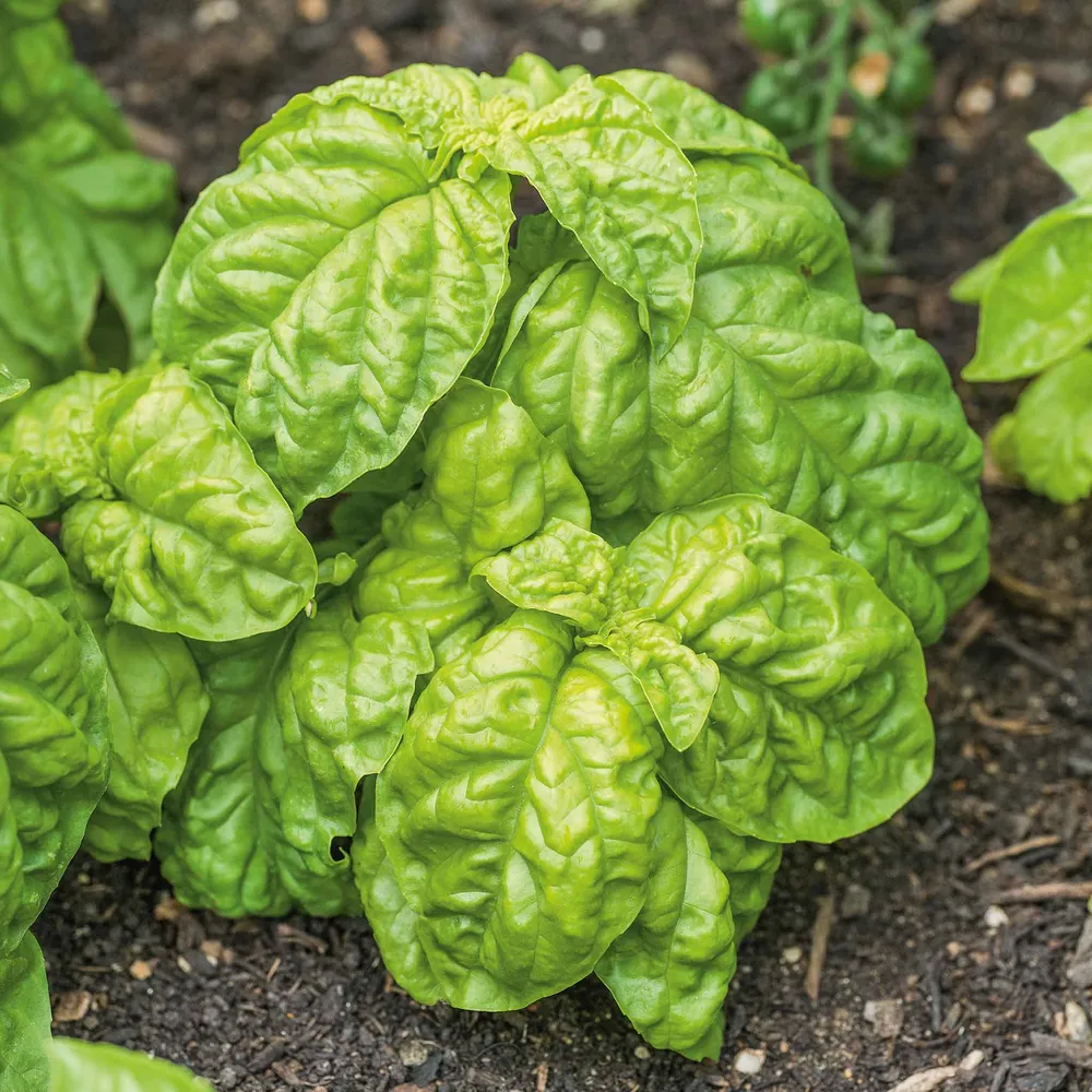 VEGSOW Lettuce Leaf Basil Seeds - Heirloom Herb Variety for Home Gardens