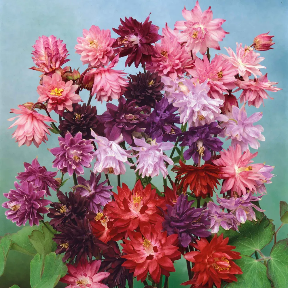 Columbine Seeds - Tall Double Mix - Heirloom Perennial Flower Seeds