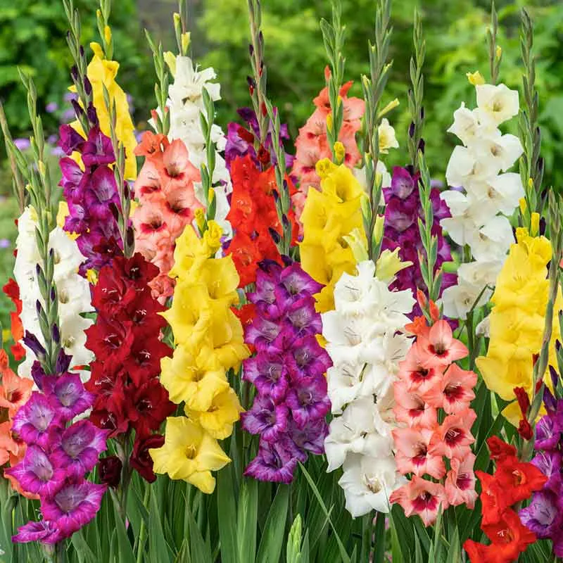 VEGSOW Gladiolus Flower Bulbs - Border Mix