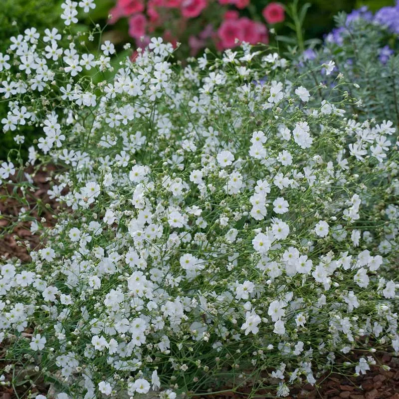 VEGSOW Annual Baby's Breath Seeds (Gypsophila Elegans) for Garden Borders