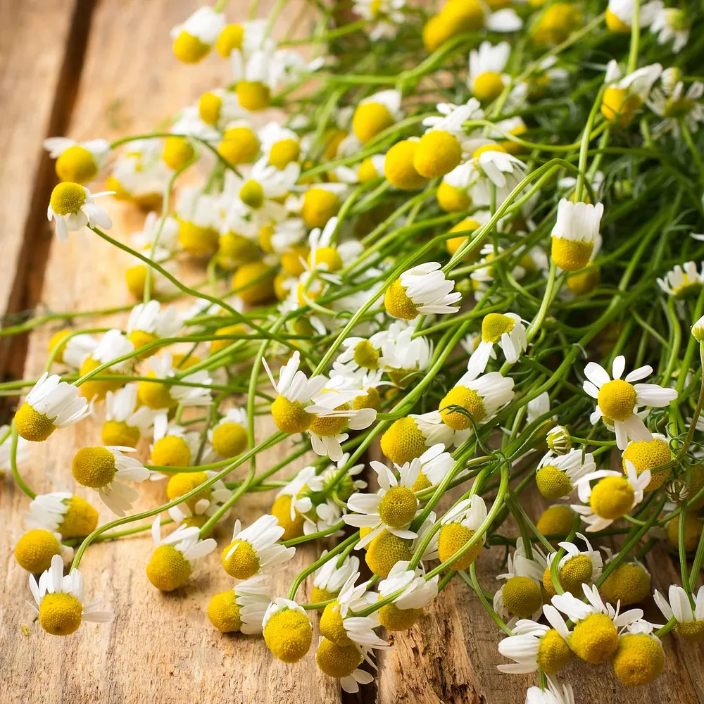 VEGSOW German Chamomile Seeds - Heirloom Matricaria Chamomilla for Garden Planting