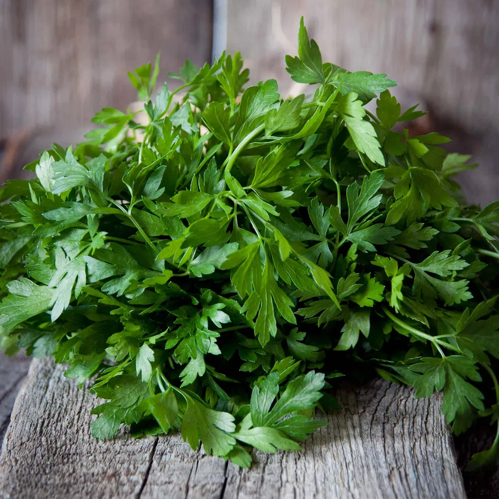 VEGSOW Organic Italian Parsley Seeds - Heirloom Herb Seeds for Indoor and Outdoor Gardening