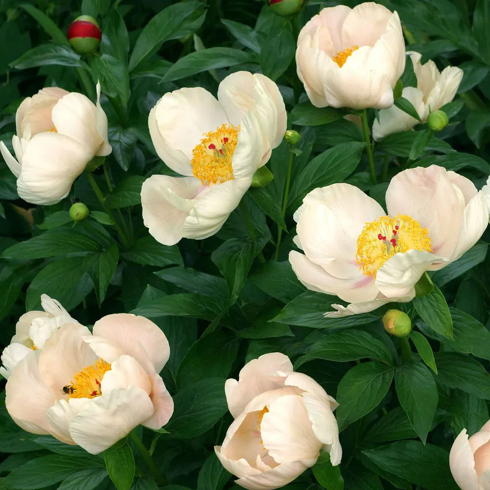 VEGSOW Peony Roots - Apricot Whisper